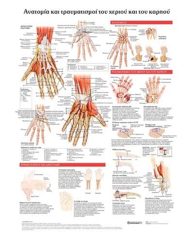 ΑΝΑΤΟΜΙΑ ΚΑΙ ΤΡΑΥΜΑΤΙΣΜΟΙ ΤΟΥ ΧΕΡΙΟΥ ΚΑΙ ΤΟΥ ΚΑΡΠΟΥ: ΑΝΑΤΟΜΙΚΟΣ ΧΑΡΤΗΣ